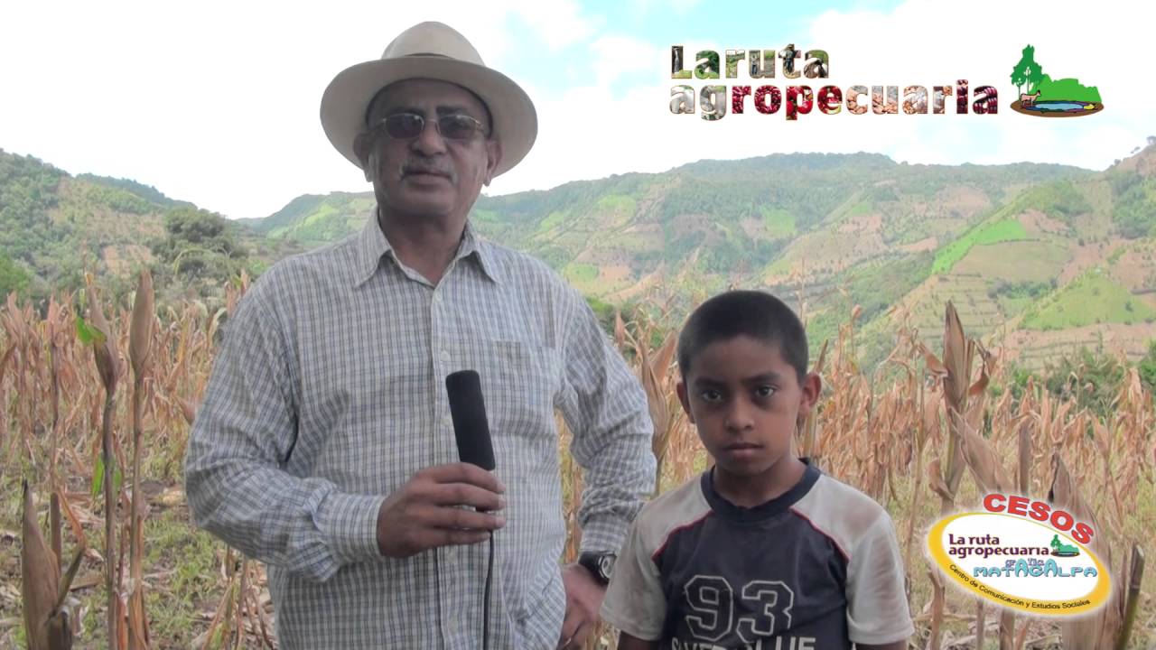 producci&oacute;n de semillas nativas: la experiencia de peque&ntilde;os productores matagalpinos