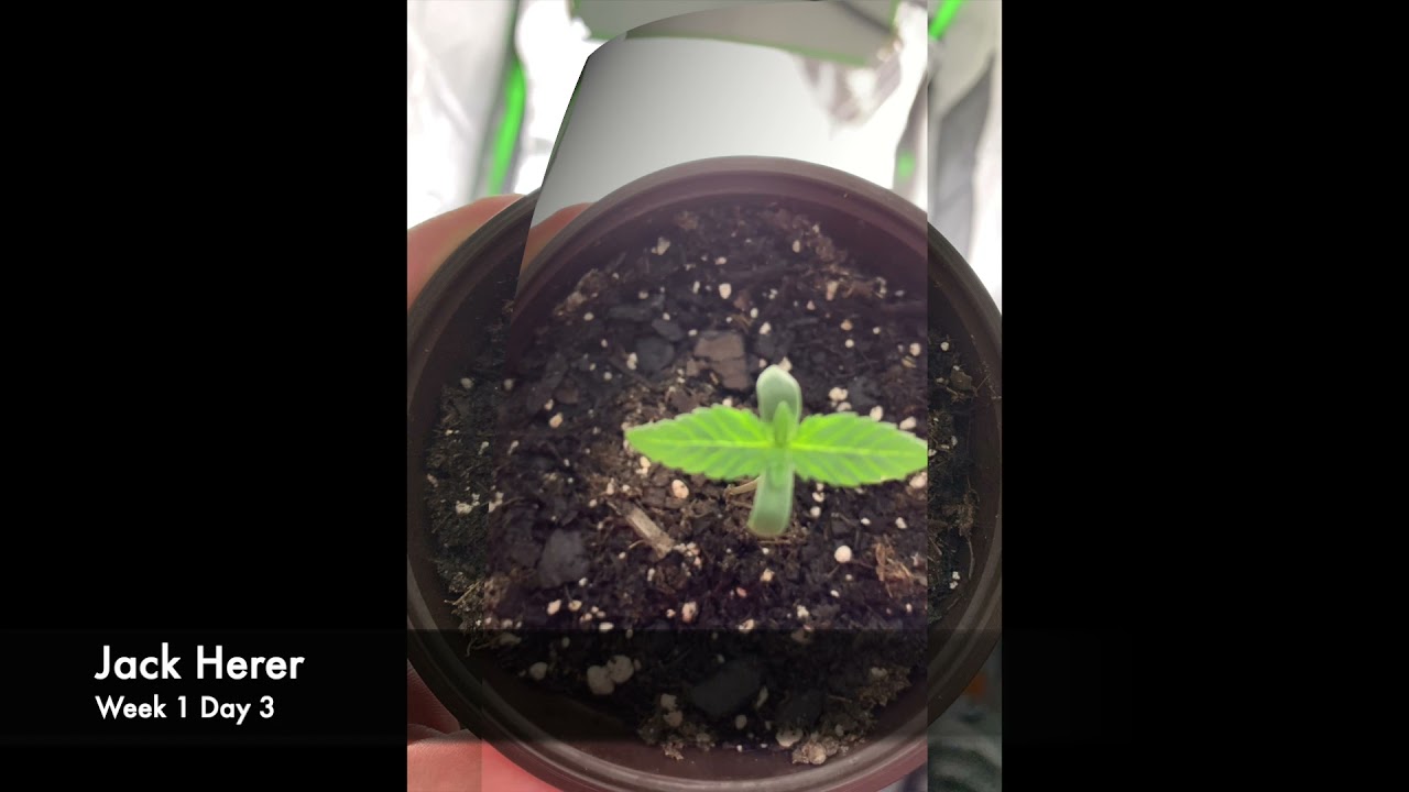 Growing Weed Plants at home (Jack Herer strain)