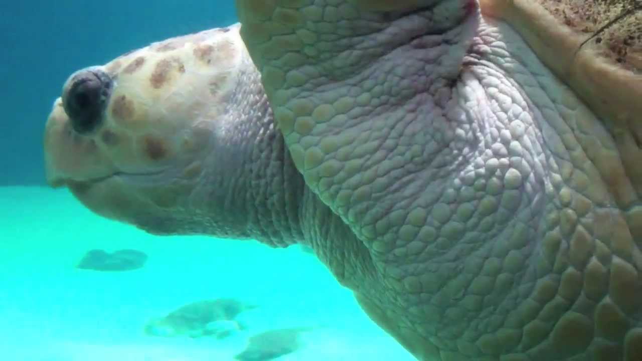 NY Aquarium's Sea Turtles, Sharks, & Stingrays (HD)