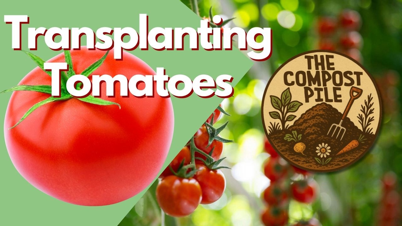 How to Plant Tomato Transplants Deep for Strong Roots  | Jubilee Tomatoes + Organic Fertilizer Tips
