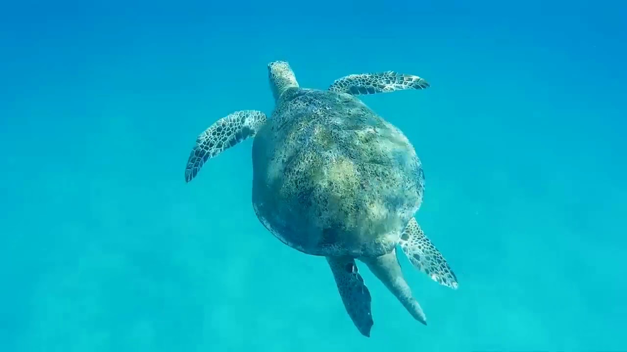 Sea Turtles and Snorkeling at Perhentian Islands Terengganu