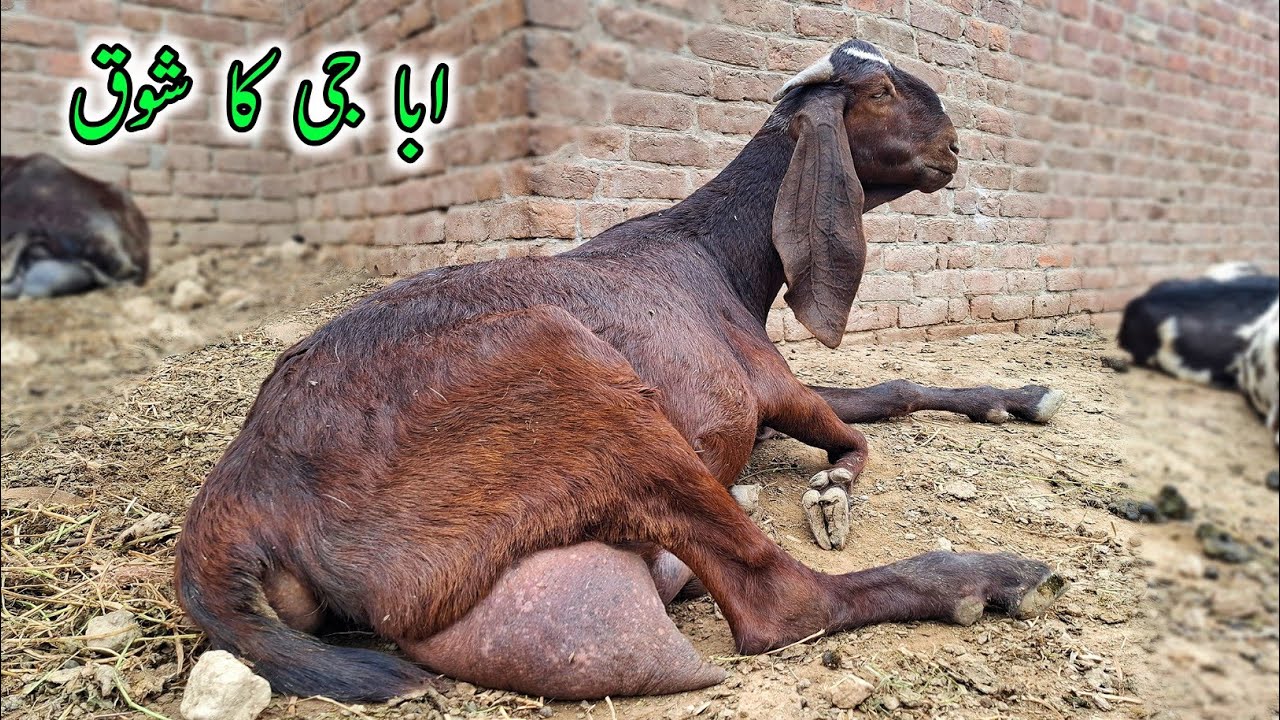 Abba G Ka Shoq - Ashraf Gujjar Goat Farm