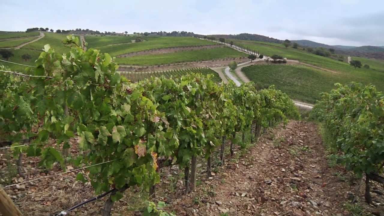 Brancaia