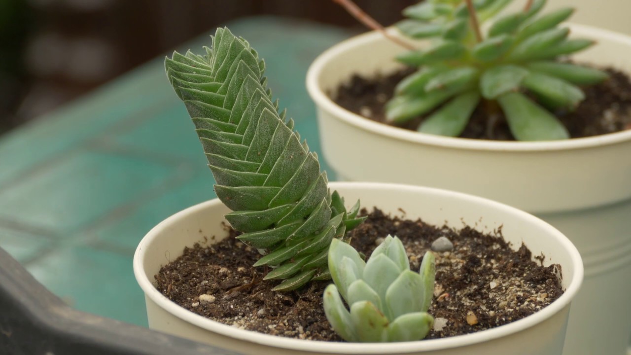 Plante suculente