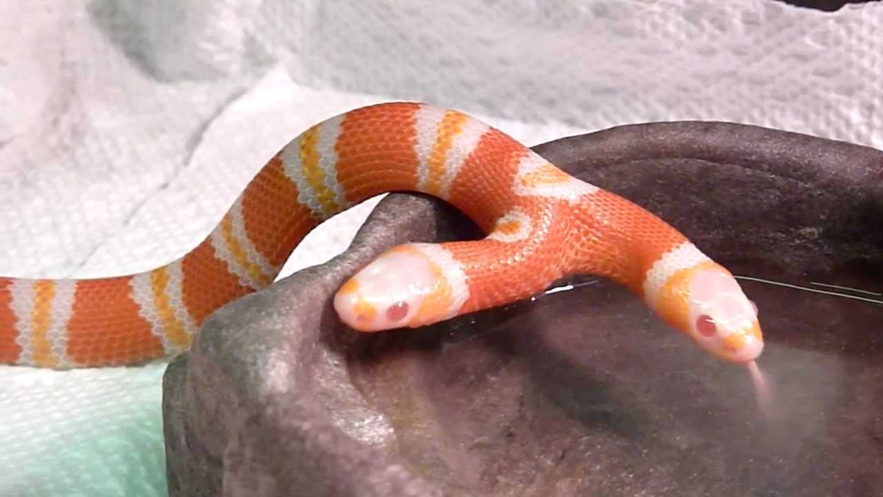 TWO HEADED SNAKE- both heads drinking! $50,000