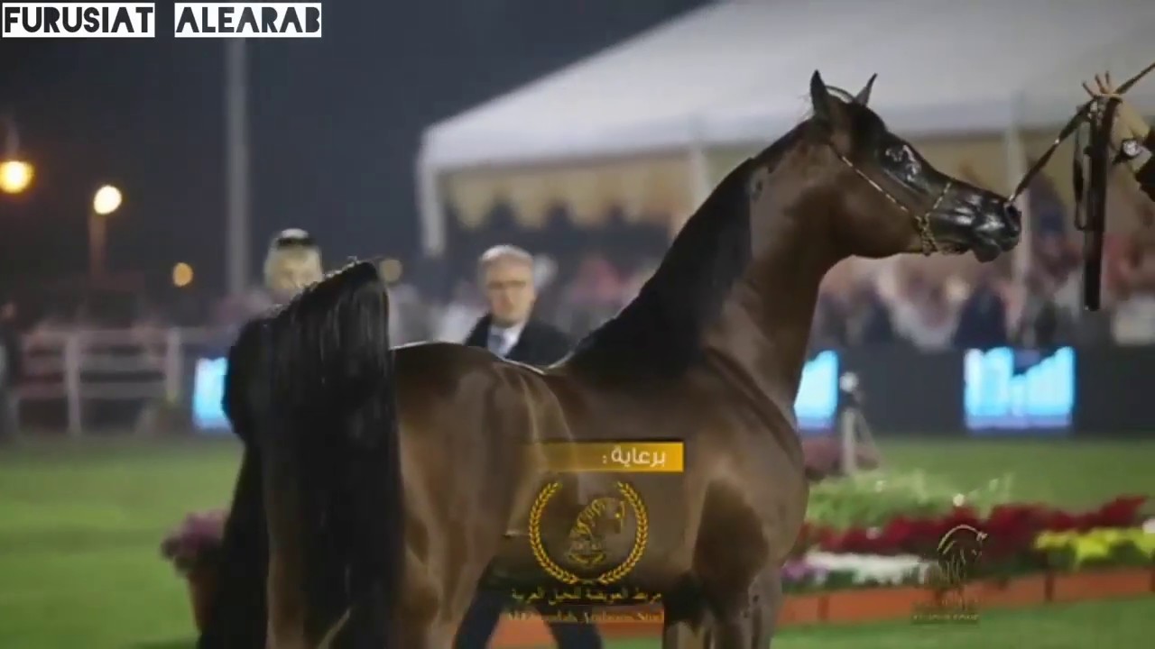 الفحل رازي الخالدية - Razi AL Khalediah