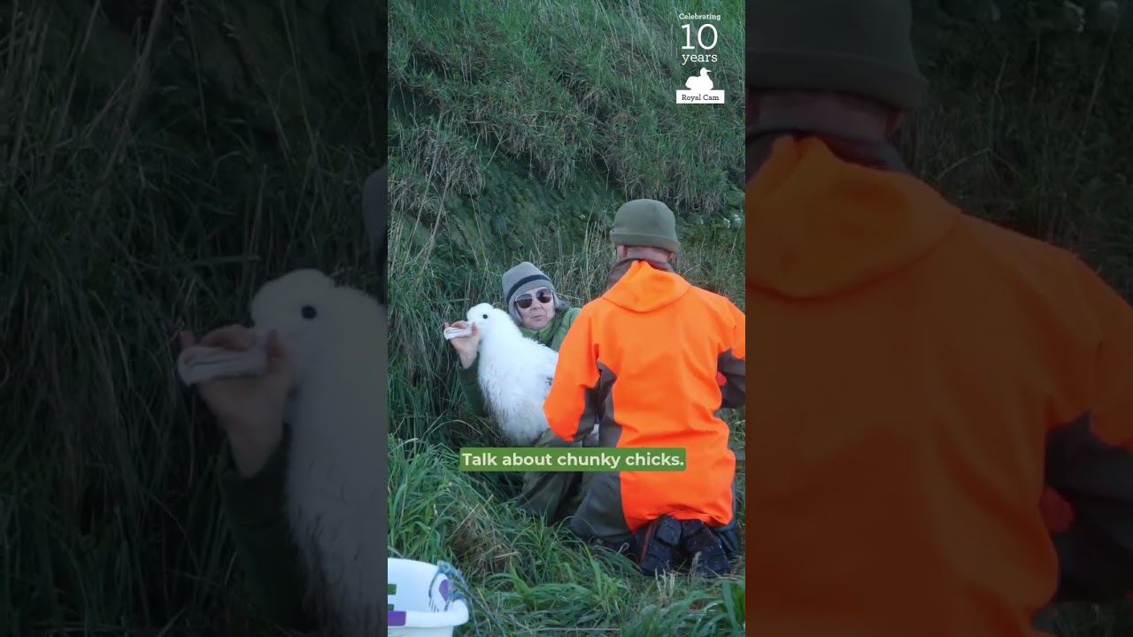 Record-breaking royal albatross chick gets weighed | 2025 season | Pukekura/ Taiaroa Head