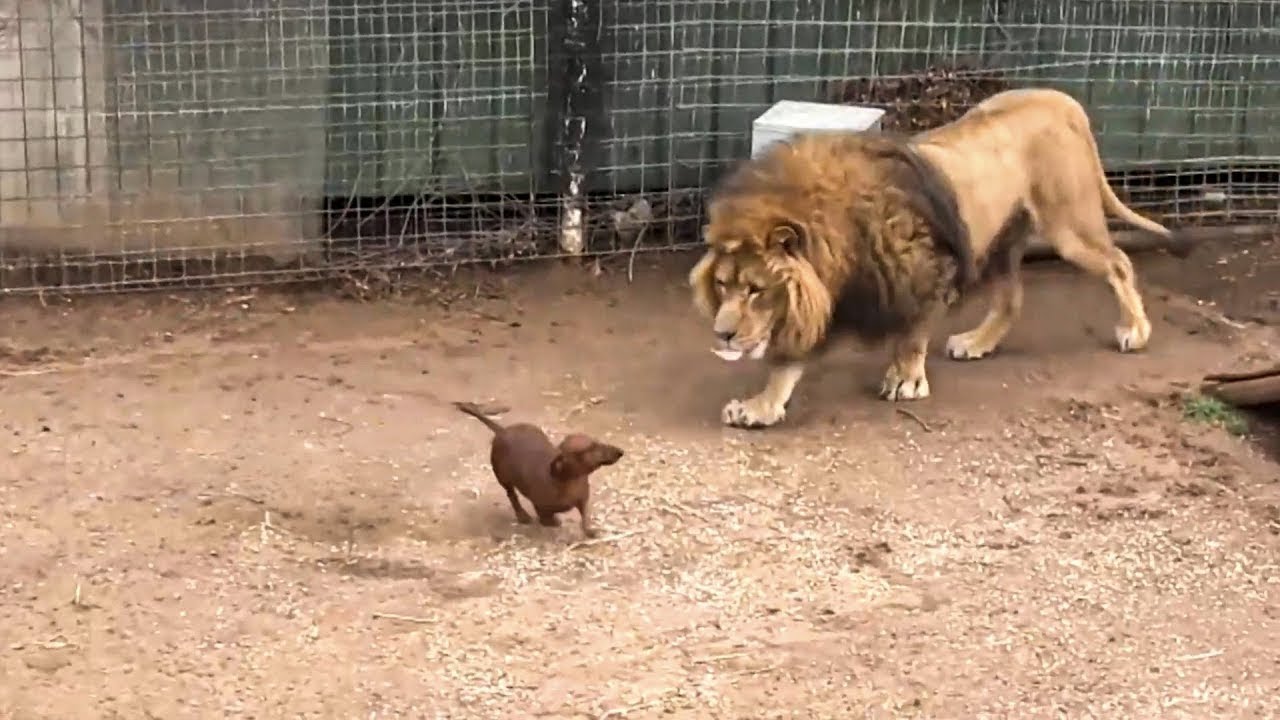 Un león extrañaba tanto a su amigo salchicha que dejó de comer... hasta que ocurrió algo increíble!