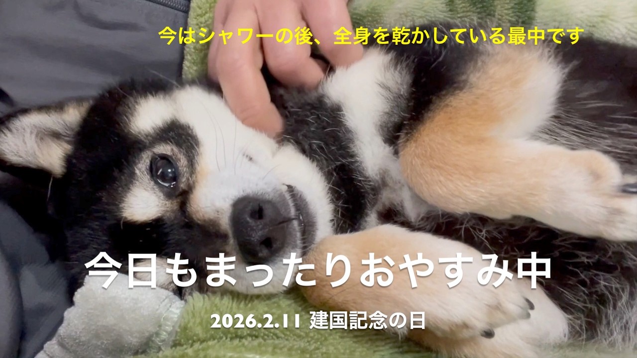 【しあわせを知った柴犬のお話し】今日もまったりおやすみ中~建国記念日~(2026.2.11)🐶【昔保護犬だった黒柴ツバちゃん】