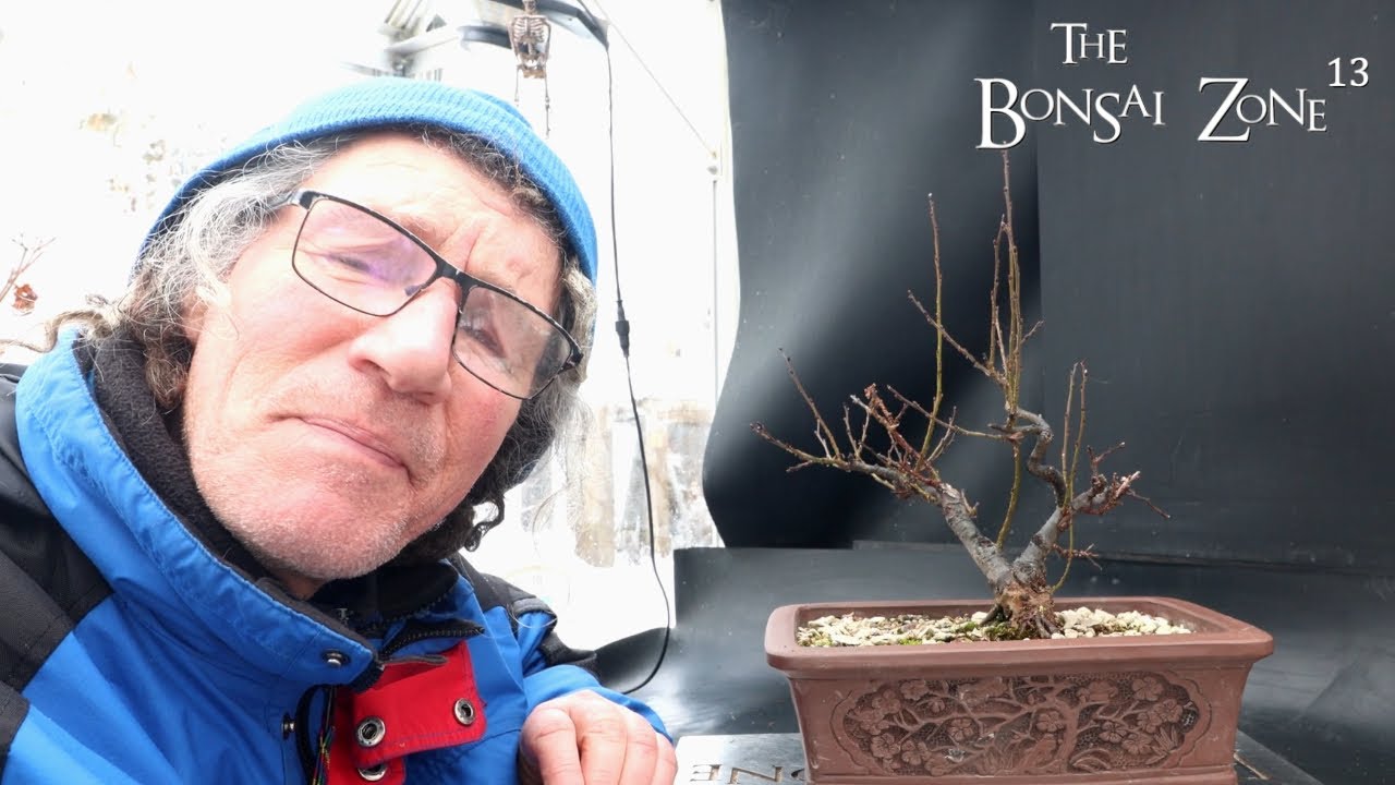 Up and Downy Willow, The Bonsai Zone, Jan 2026