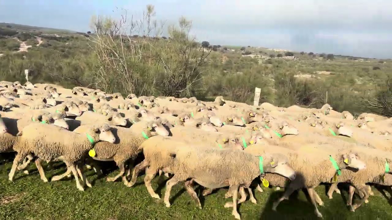 Navidad y seguimos esperando el nacimiento de los merinillos