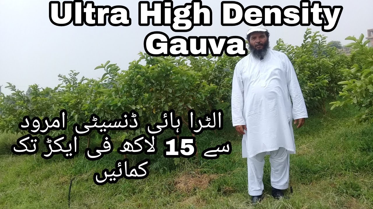 Guava Ultra High Density Plantation || امرود کی الٹرا ہائ ڈنسیٹی پلانٹیشن