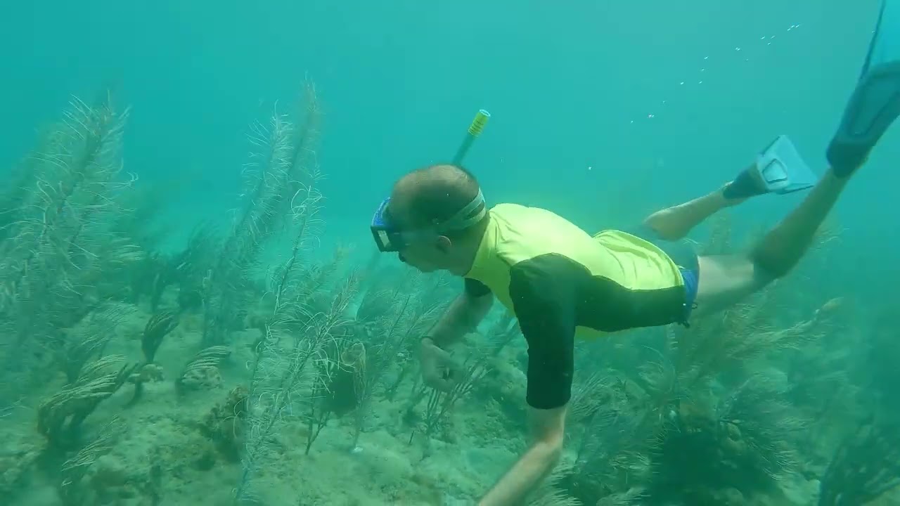 Plage Leroux snorkeling à Deshaies en Guadeloupe