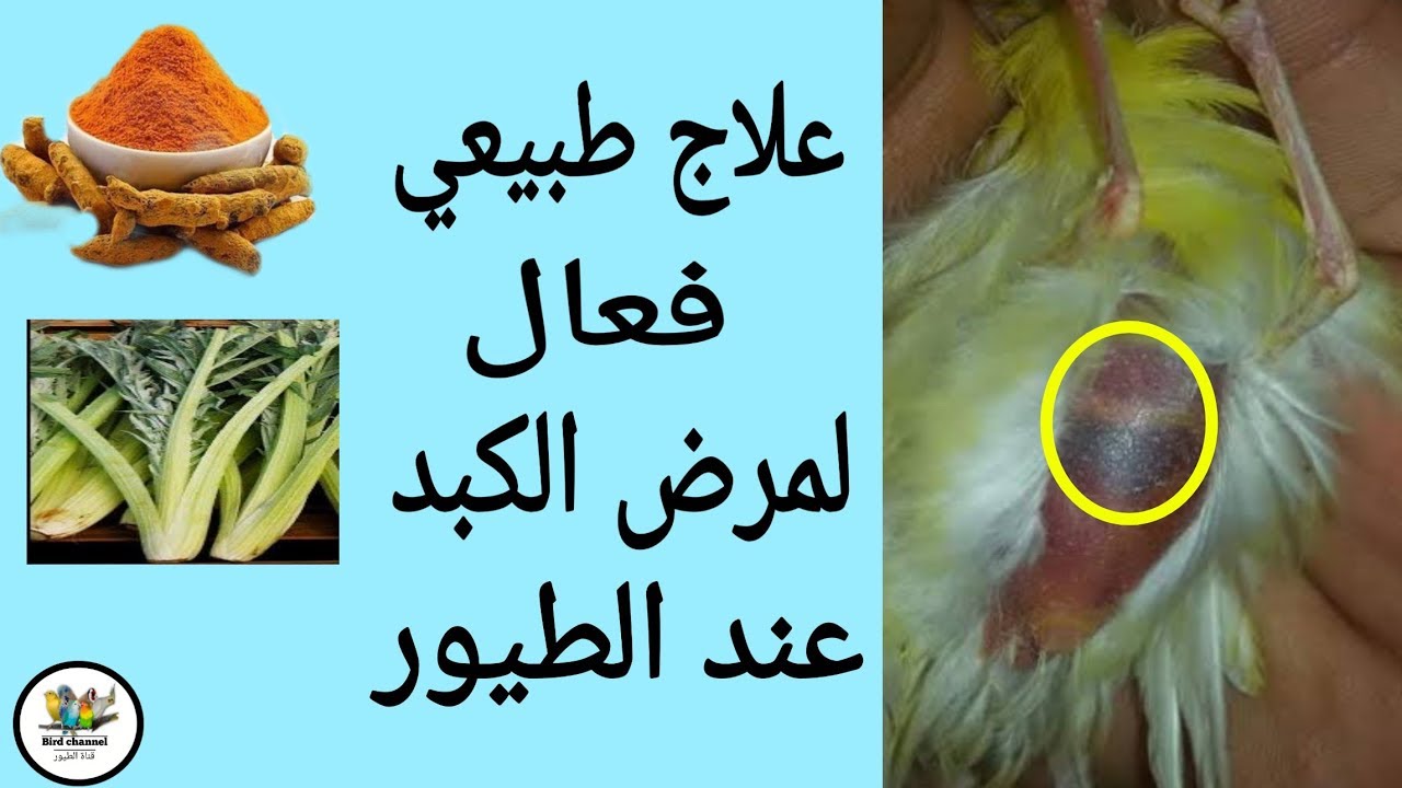 علاج طبيعي للكبد عند الكناري والحسون وجميع أنواع الطيور (أسبابه،الوقاية)
