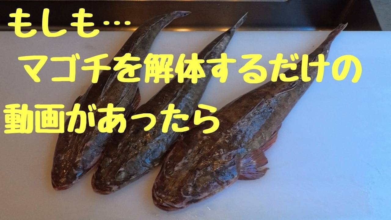 もしも…マゴチを解体するだけの動画があったら