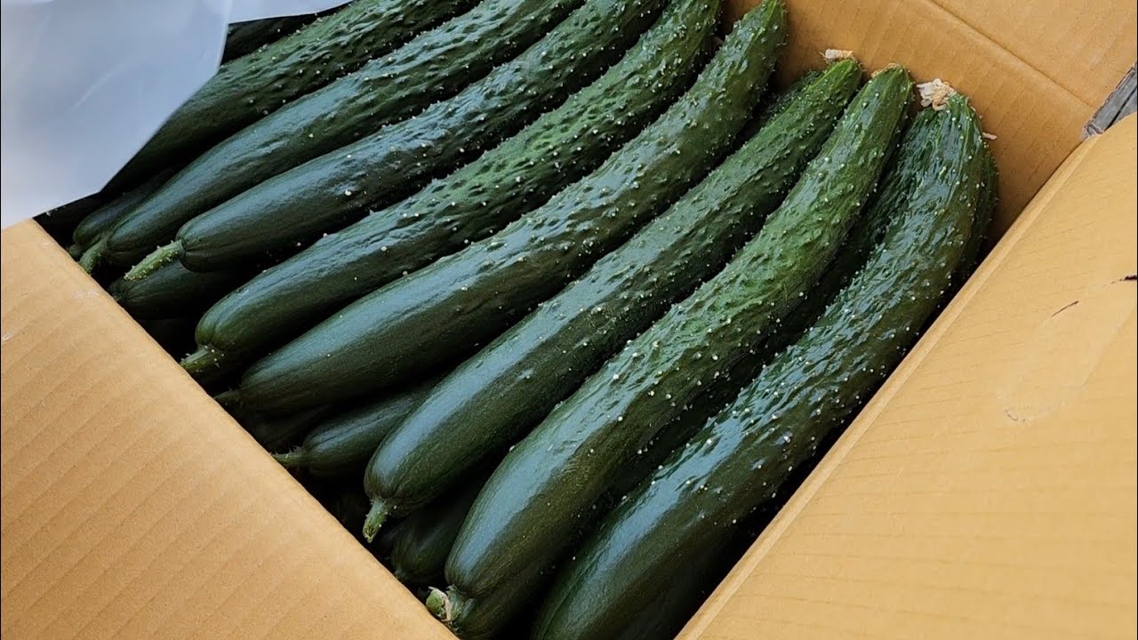 이 오이로 오이지 만들어 드셔보세요!! 소주와 간장없이 만들어 쓴맛없이 깔끔하고 맛있어서 가족들이 좋아합니다/ 겨자오이장아찌 pickled mustard cucumber