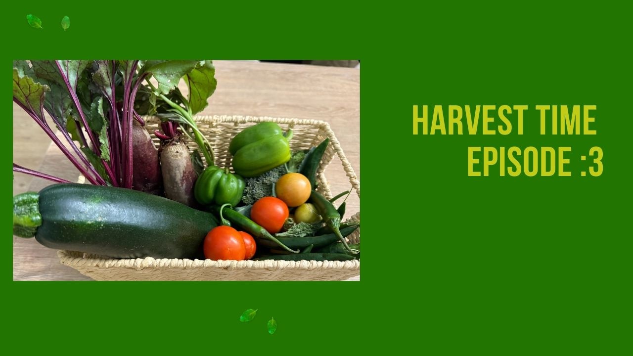 Backyard Garden Harvest  in New Zealand | Fresh & Organic Garden Vegetables