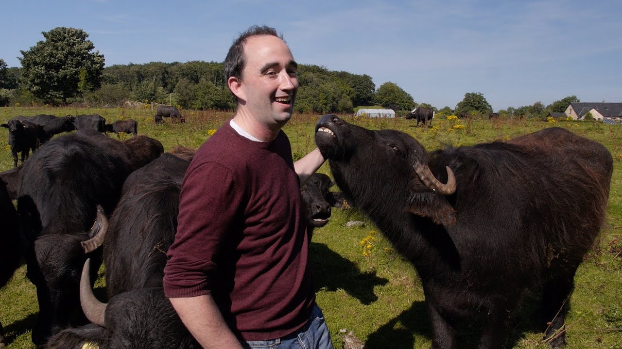 Ballyriff Water Buffalo