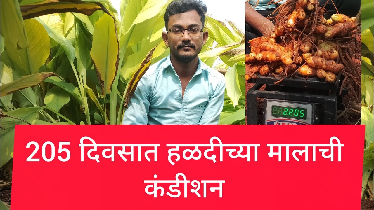 #हळदीच्या कंदाचे वजन 2 किलो 200ग्राम भरले 