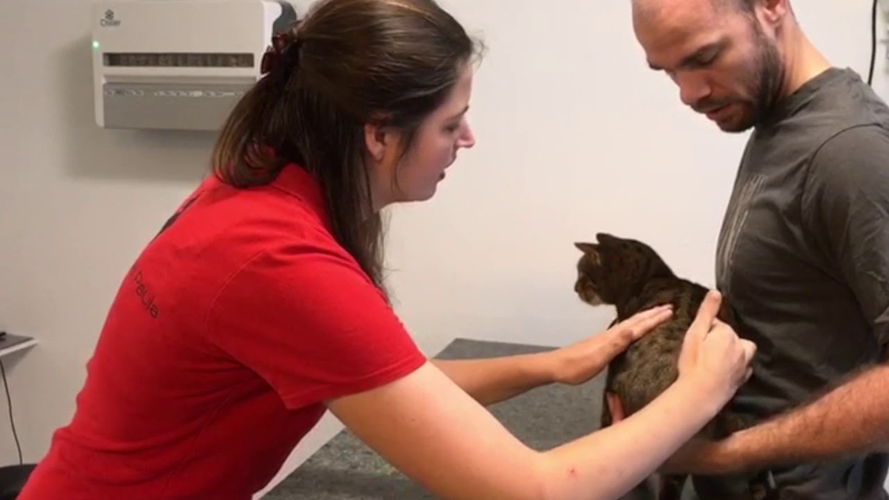 Dierenfysiotherapie - Dierenkliniek Lunetten