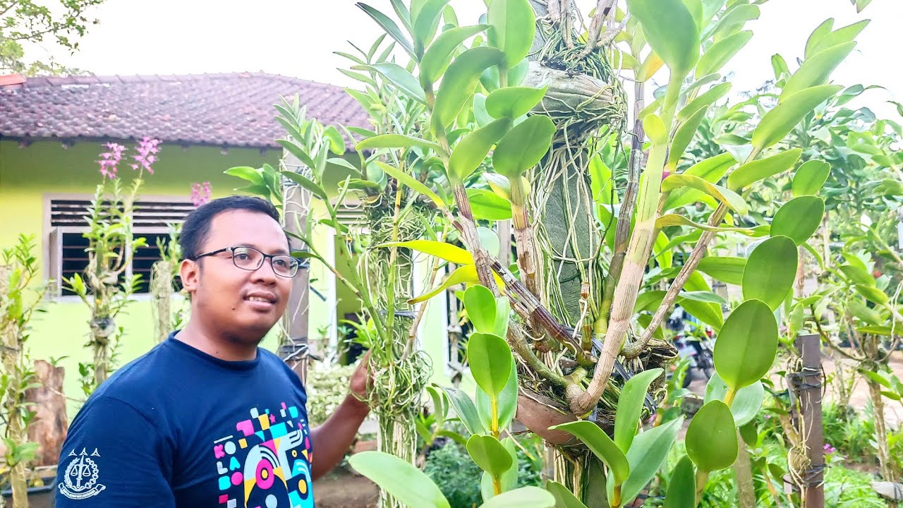Anggrek depan Rumah Subur Dan lebat ! Begini Caranya!