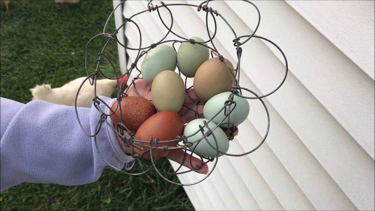Olive Eggers   A Great Addition To Your Flock!