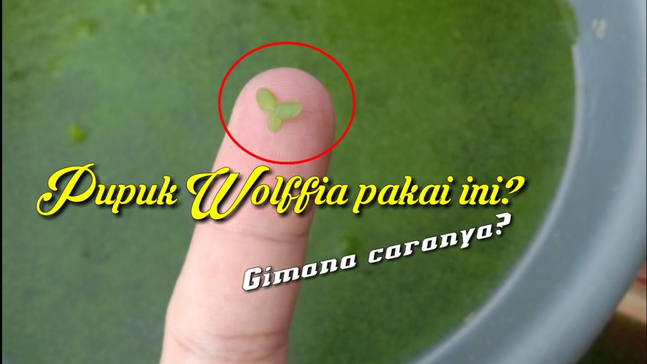 Budidaya Wolffia, Azolla dan Lemma dengan Pupuk Gratis