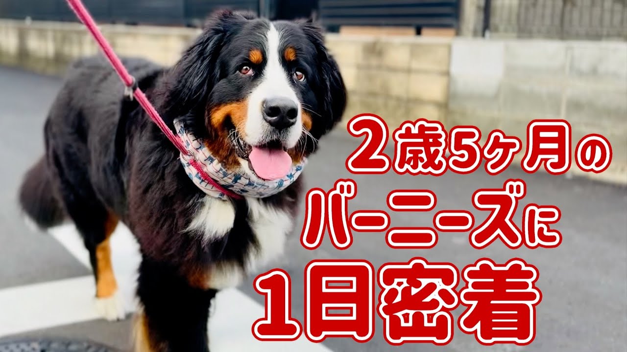 2歳5ヶ月のバーニーズマウンテンドッグに密着しました