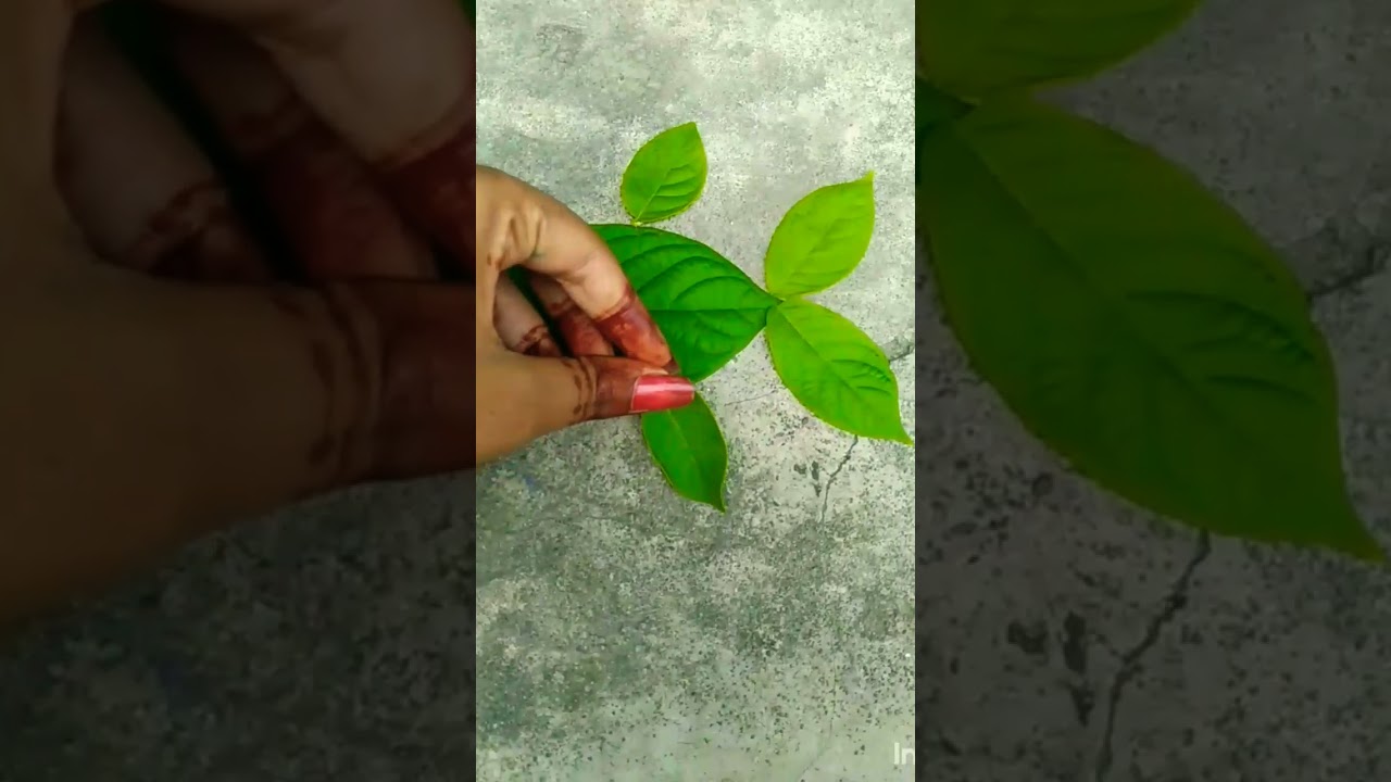 leaves art #shorts #fish