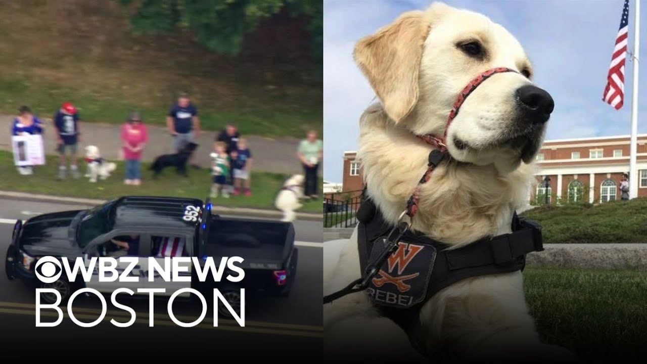 Procession honors Walpole police dog that died in tragic accident