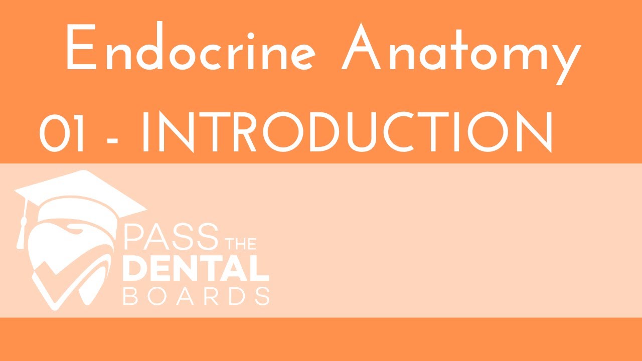 Endocrine System ANATOMY - Facts You Must Know! (PTDB) - INBDE NBDE USMLE
