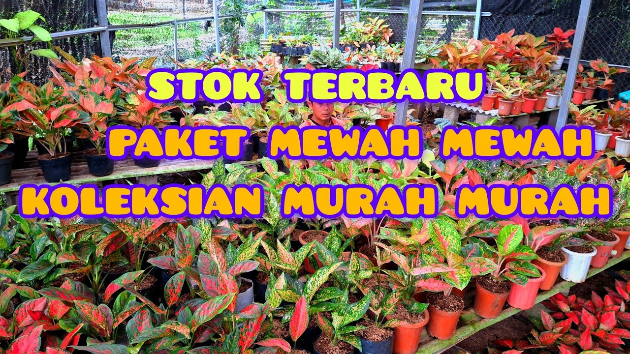 paket mewah dan borongan#tanaman hias