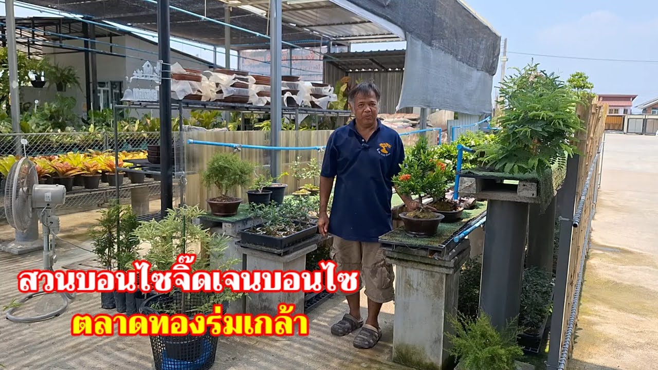 💥🌿สวนบอนไซจิ๊ดเจนบอนไซ ตลาดทองร่มเกล้า มีนบุรี กรุงเทพมหานคร #บอนไซ JJ บอนไซ #บอนไซแมกซิม