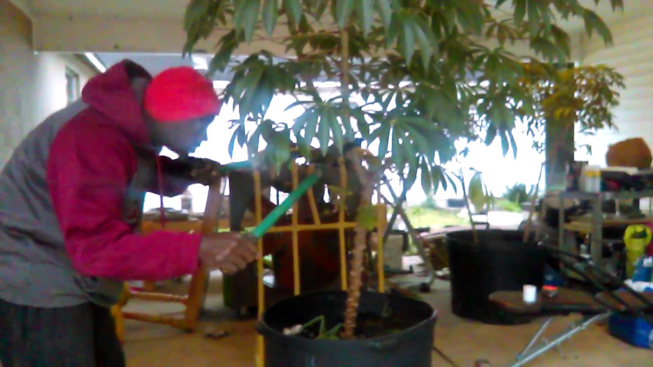 Harvesting Cassava Grown In Containers