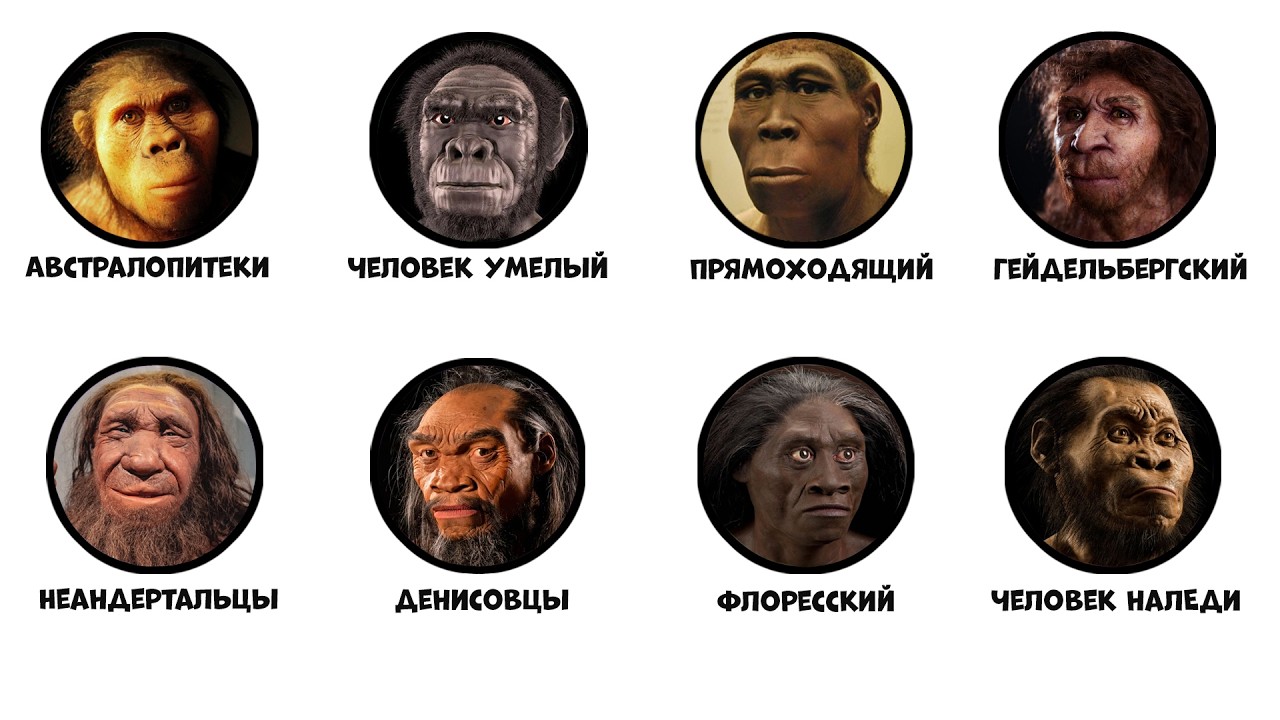 Все тупиковые ветви эволюции человека за 8 минут