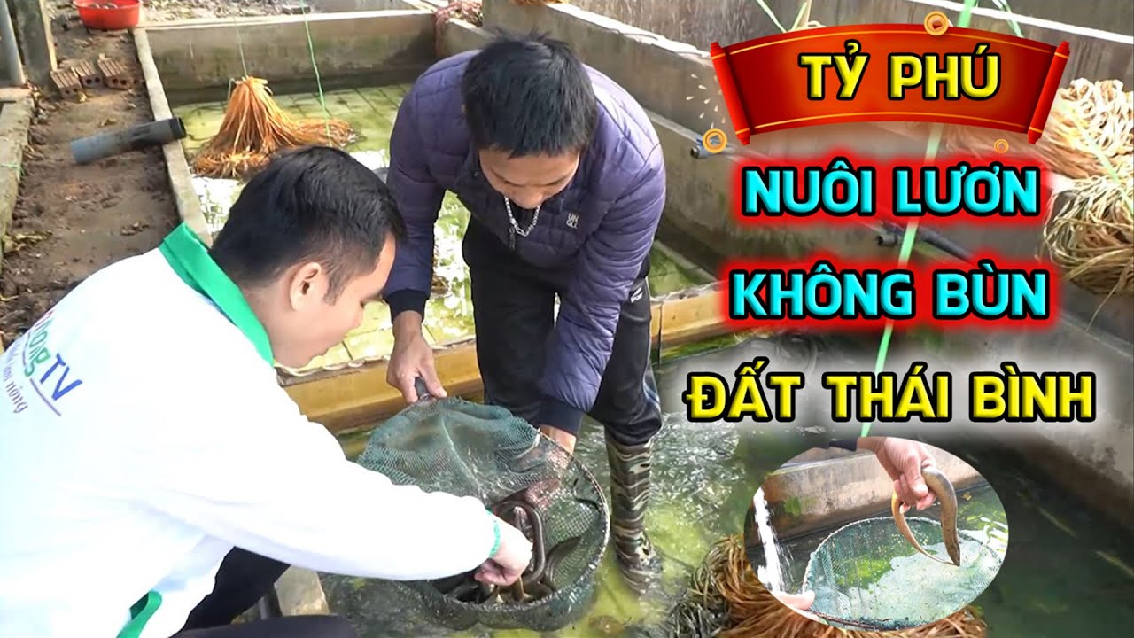 Kỹ thuật nuôi lươn không bùn trong bể xi măng || Lợi nhuận khủng từ nuôi lươn không bùn || LamNongTV