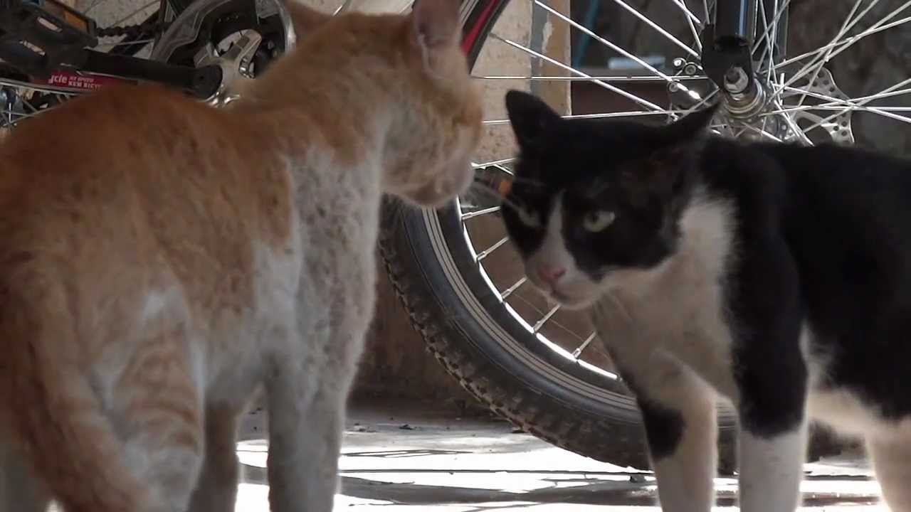 Cat fight, literally..MP4