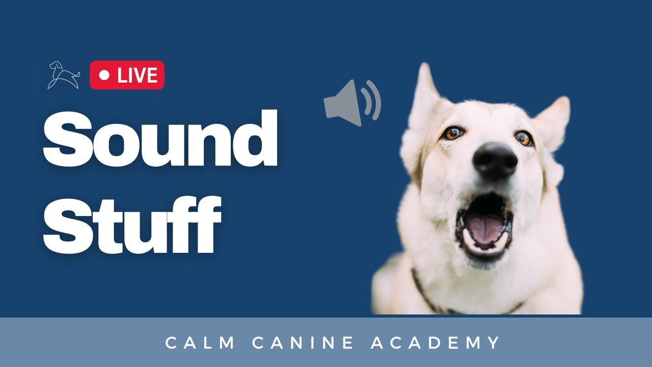 Sound Stuff: Training Dogs Who Bark At Noises