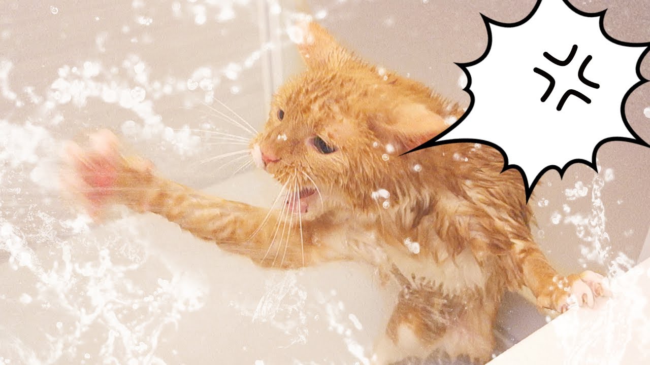 猫がお風呂でシャワーに喧嘩を挑む！勝手にビショ濡れになっている猫【おもしろ】