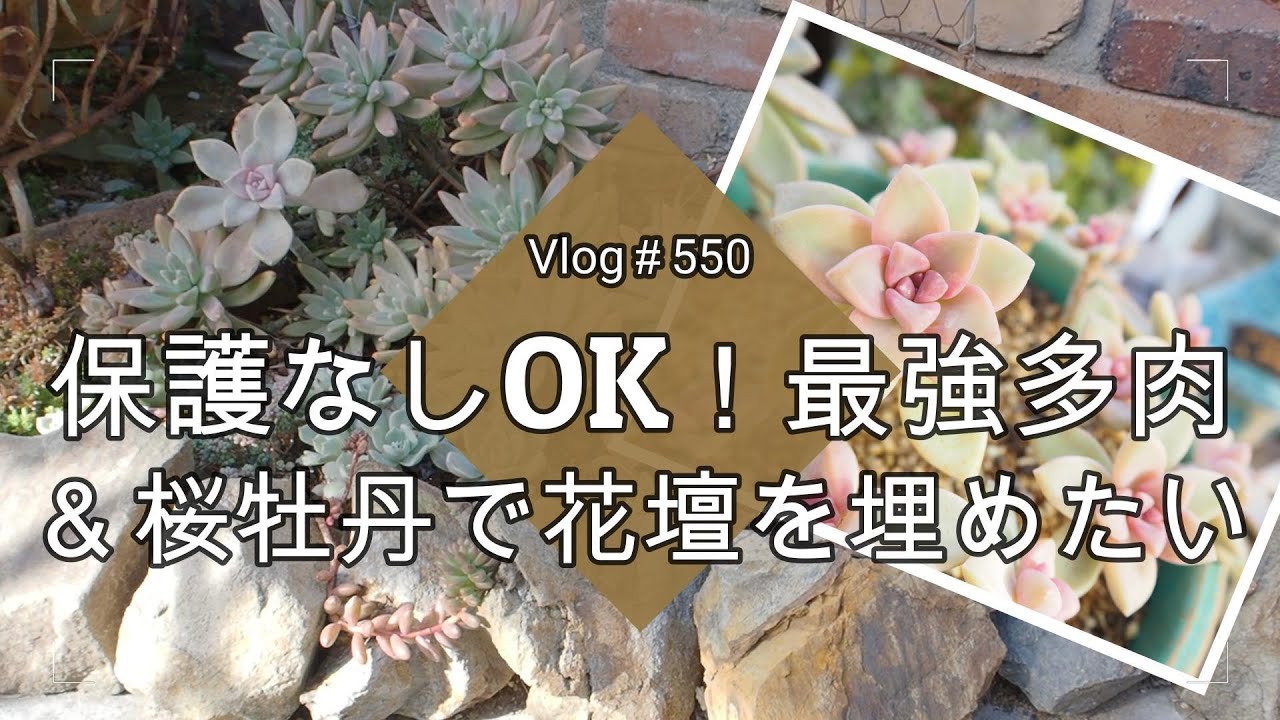 【Vlog550】【多肉植物】保護なしOK！最強多肉＆桜牡丹で花壇を埋めたい【葉挿し】【多肉花壇】