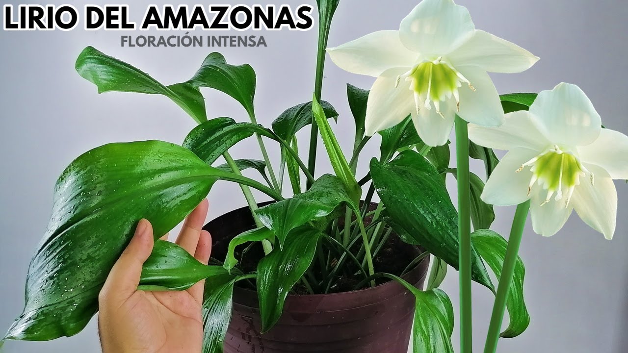 lirio del amazonas cuidados chuyito jardinero