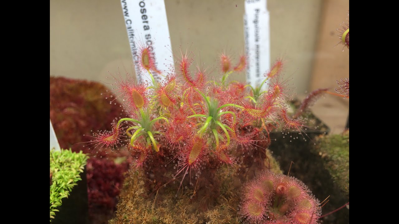 Carnivorous Plant Collection Tour and Some Care