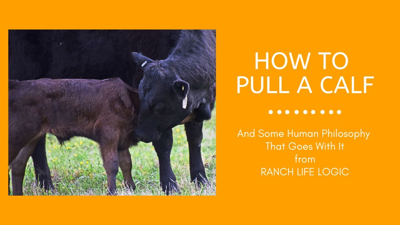 How to pull a calf (heifer)