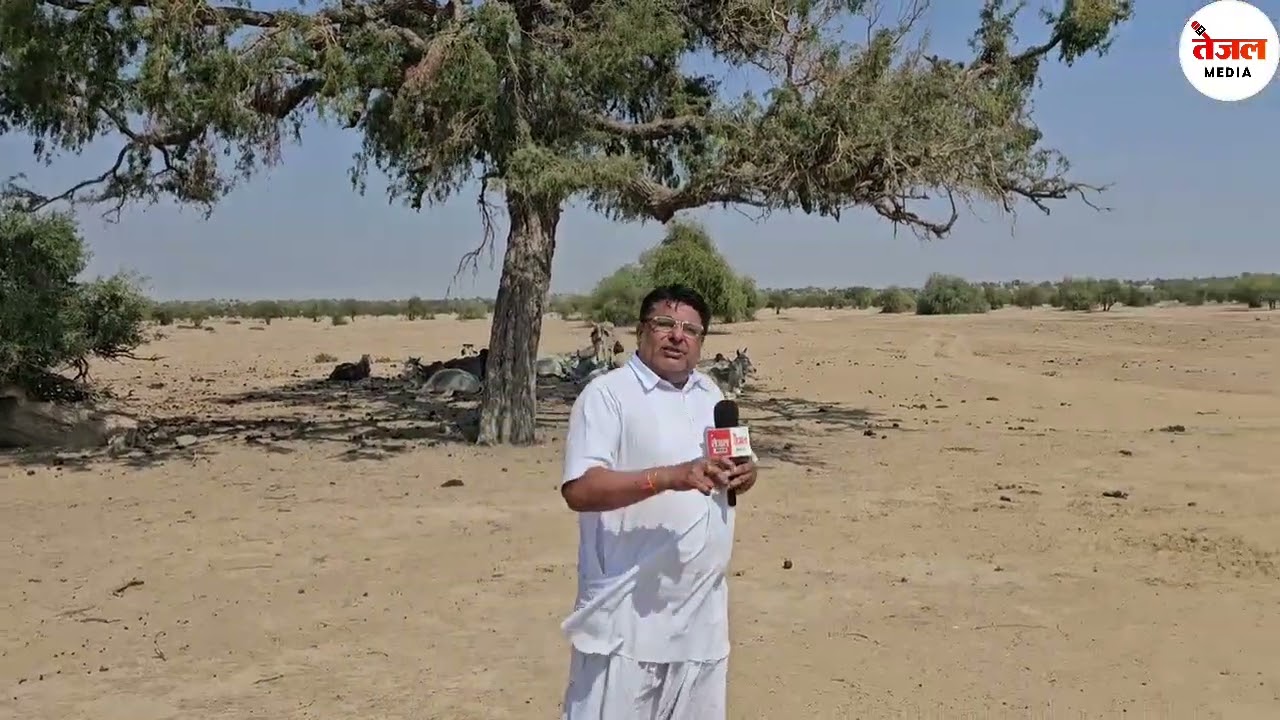 खेजड़ली नाड़ी नाम से बना राजस्व गांव लेकिन कंपनियों ने ओरण - गोचर को भी किया खत्म 