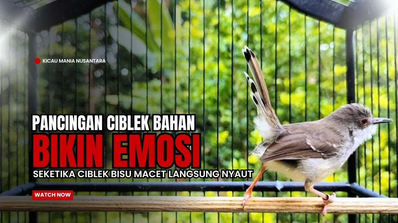 Burung Ciblek SEMI Gacor NGEBREN Untuk Pancingan Ciblek dan MASTERAN BURUNG Kesayangan Anda