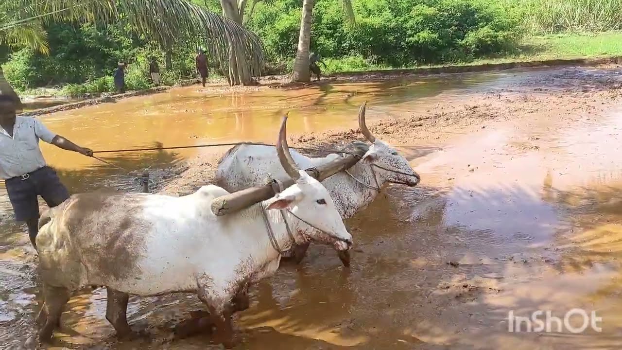 🌾 ಹೊಲದಲ್ಲಿ ಗದ್ದೆ ನಾಟಿ | ರೈತರ ಶ್ರಮದ ಸುಂದರ ಕ್ಷಣಗಳು 