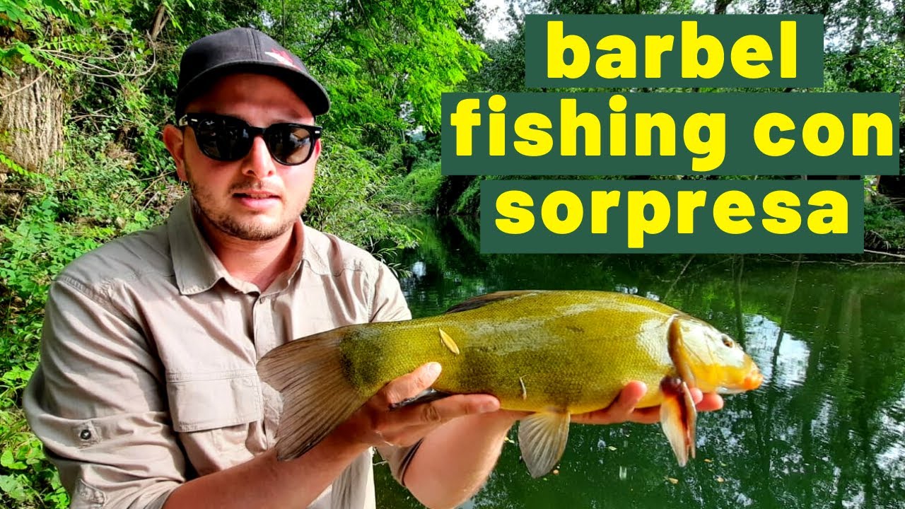FEEDER FISHING SUL TEVERE CON SORPRESA! - pesCarlo