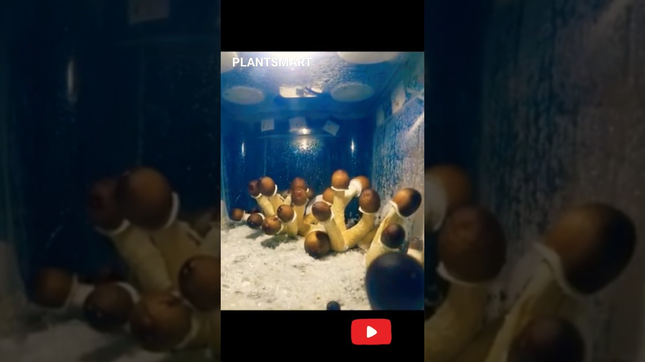 Nature's Magic: Mushroom Growth Study #shorts #mushrooms #study