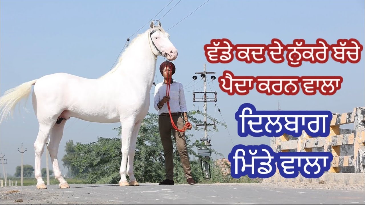 ਕਦਾਵਰ ਬੱਚੇ ਪੈਦਾ ਕਰਨ ਵਾਲਾ ਮਸ਼ਹੂਰ ਨੁਕਰਾ ਘੋੜਾ ਦਿਲਬਾਗ ਮਿੱਡਾ Stallion Dilbagh Midda +918146700852