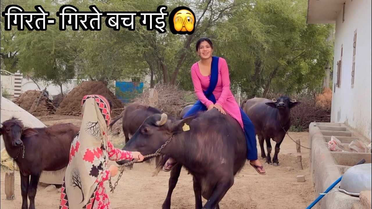 भैंस की सवारी : गिरते- गिरते बच गई आज तो 🤦‍♀️ || Manvi Singh Vlogs || 2025
